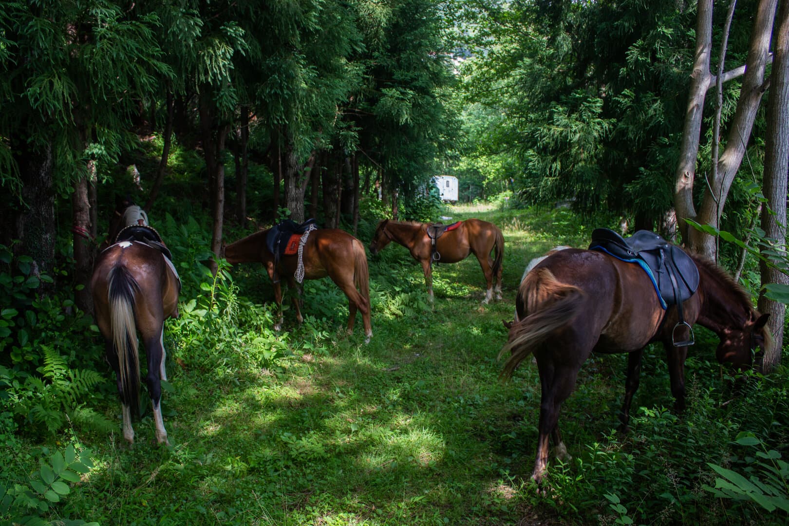 Activities at Akutsa — Everything You Can Do in the Adjara Highlands