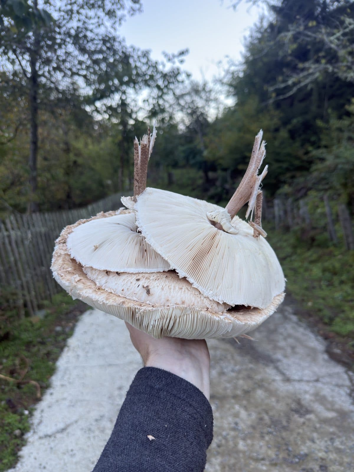 Mushroom Picking in the Mountains of Adjara — Come to the Forest with Us