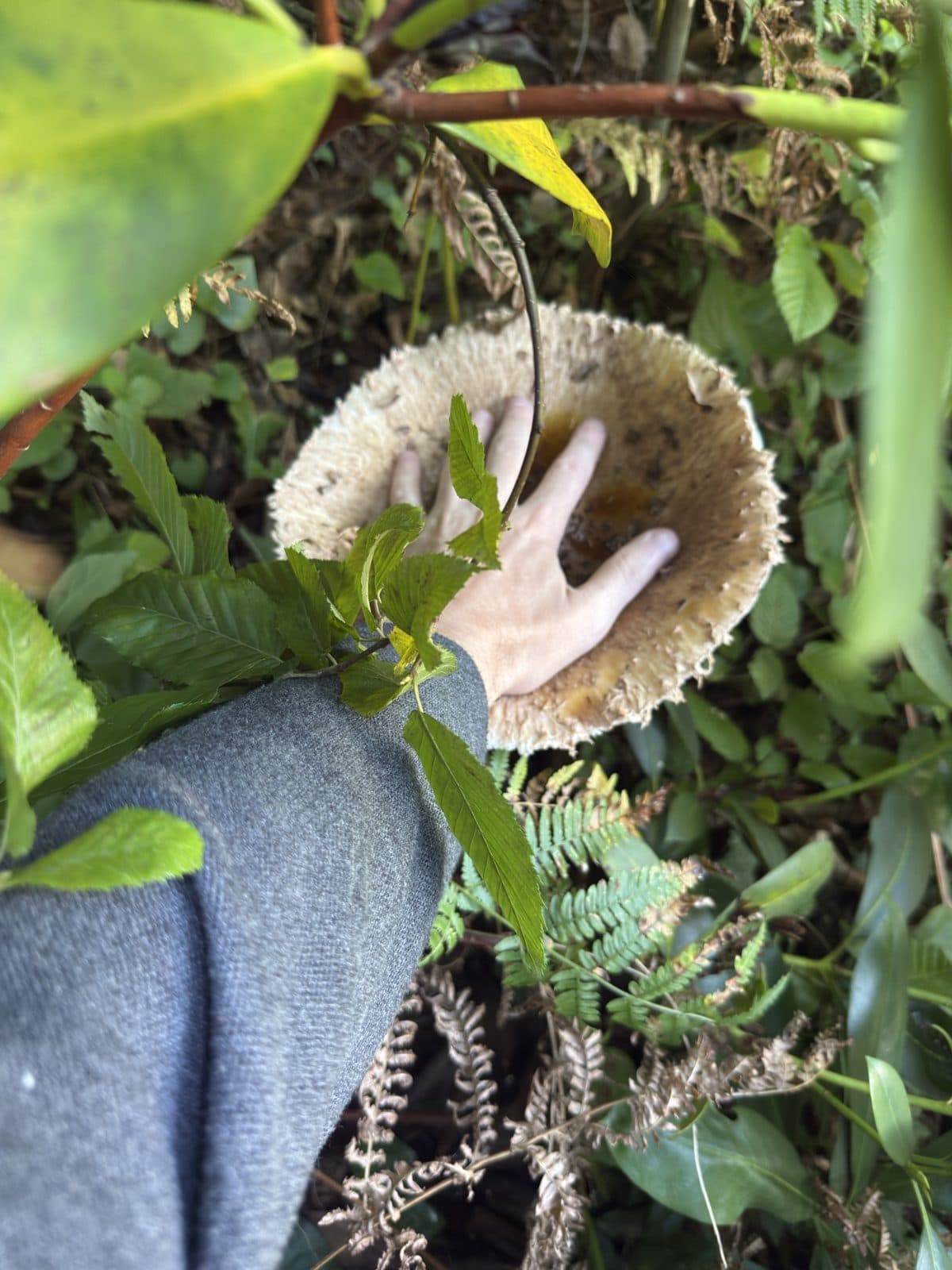 Mushroom picking 1